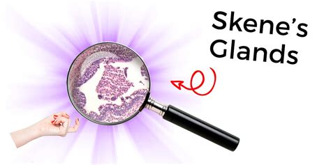 ghiandole skene|Skene’s Gland: Function, Location, Secretion & Conditions